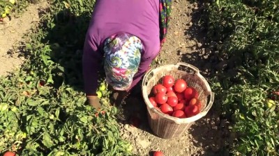 piyasalar - Çanakkale domatesinde 'son turfanda' umudu - ÇANAKKALE  Videosu