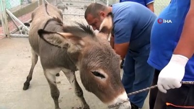 dere yatagi -  Eşeği tüfekle vurdular Videosu