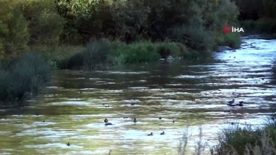 pelikan -  Kuyucuk Gölü kurudu, Kars Çayı yaban ördeklerinin yaşam alanı oldu  Videosu