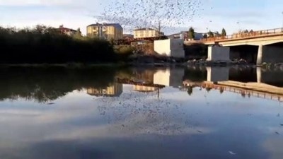 sigircik - Sığırcıklardan gün batımında görsel şölen - ARDAHAN  Videosu