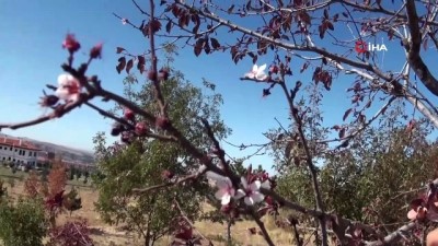 sonbahar -  Yozgat’ta mevsimini şaşıran erik ağacı çiçek açtı  Videosu