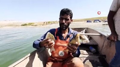 baraj goleti -  Adıyaman’da korkutan balık ölümleri Videosu