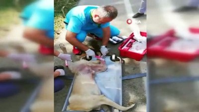 sokak kopegi -  Araba çarpan köpeği böyle kurtardılar  Videosu