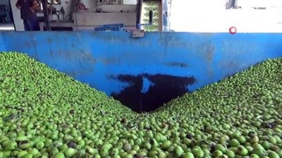 zeytin agaci -  Edremit’te sezonun ilk zeytinyağı üretildi Videosu