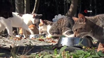 organik gida -  Türkiye'de ilk 'Kedi ve Köpek Mama Üretim Tesisi'  Videosu