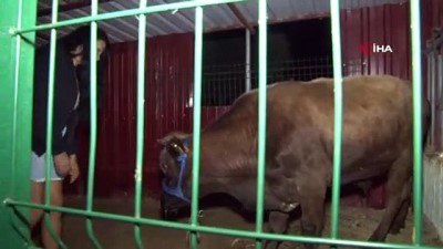 yuzme -  Dana Ferdinand’ın kader ortağı Moritos, huzur çiftliğinde  Videosu