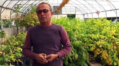 anavatan -  Hasadına başlanan ceviz tarlaları havadan görüntülendi  Videosu