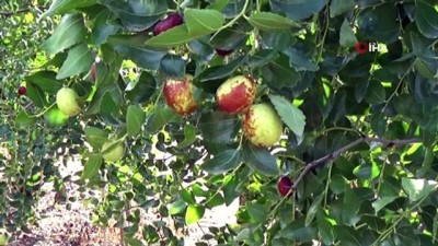kanserle mucadele -  Hasadına başlanan Hünnap meyvesinin faydaları saymakla bitmiyor  Videosu