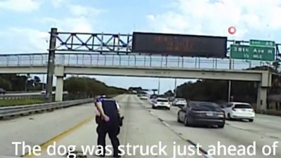polis araci -  - Otoyolda Otomobil Çarpan Köpeği Polis Kurtardı  Videosu