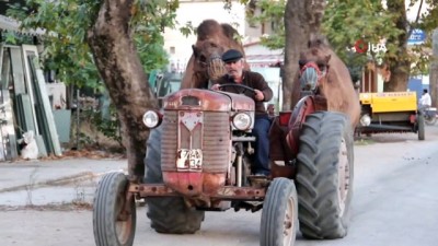 deve guresleri -  Develer traktör ile antrenman yapıyor  Videosu