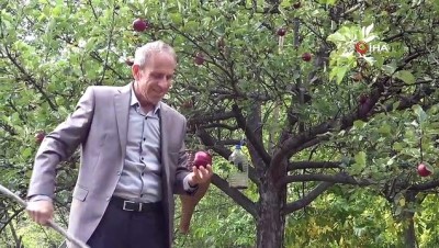seker hastaligi -  Posof’un 'içi dışı kırmızı elma'sı tescillendi  Videosu