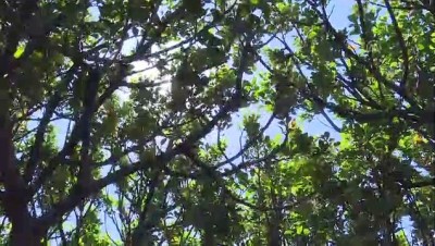 acik artirma - Asırlık sakız ağaçlarından hasat heyecanı - İZMİR  Videosu