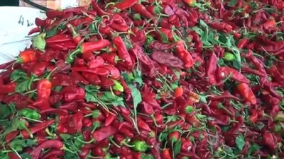 Biber mesaisinden ev ekonomisine katkı - GAZİANTEP 