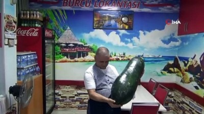  Dev salatalığı görenler gözlerine inanamıyor 