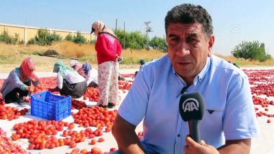 fast food - Elazığ'ın kuru domatesleri dünya sofralarında  Videosu