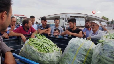 karahisar -  Fasulye fiyatları üreticinin yüzünü güldürüyor  Videosu