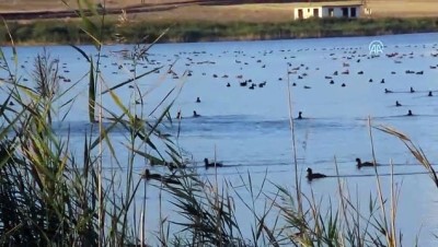 yaz mevsimi - Hafik Gölü kuşlarla şenlendi - SİVAS  Videosu