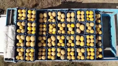 tarim arazisi - Munzur'un 'Zümra' kavununda hedef pazar Ankara ve İstanbul - ERZİNCAN  Videosu