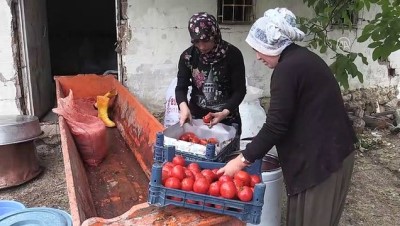 kusburnu - Kooperatifleşen kadınların salça mesaisi - YOZGAT  Videosu