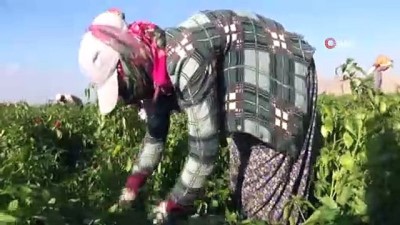 camasir makinesi -  Mevsimlik işçilerin ömürlük çilesi  Videosu