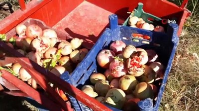  Nar ekşisi yapımında kullanılan 'Yaylacık Narı' hasadı başladı 