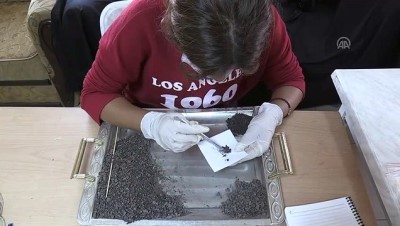 karbon - Norik Höyük’te 3 bin yıllık buğday bulundu - BİNGÖL Videosu