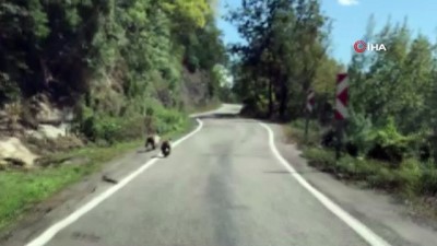 yavru ayilar -  Sinop'ta yavru ayılar güpegündüz böyle görüntülendiler  Videosu