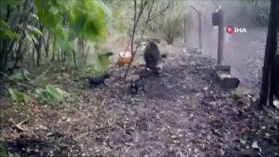 misir tarlasi -  Tekirdağ'da domuzlar mısır tarlasını talan etti  Videosu