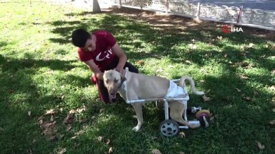 omurilik felci -  Yaşamaz denilen felçli köpek için her şeyi yaptı  Videosu