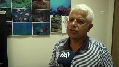 bag kur - Balıkçılara 'Akdeniz foku' uyarısı - ANTALYA Videosu