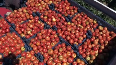 Bitlis'de domates hasadından 200 milyon lira bekleniyor 