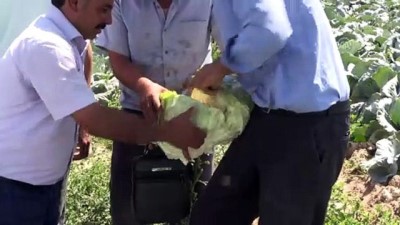 kazanci - Lahanada verim artışı çiftçinin yüzünü güldürdü - NİĞDE  Videosu
