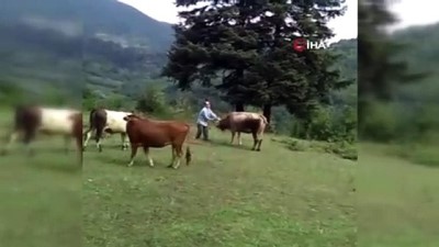 hayvancilik -  Sahibiyle oyun oynayan inek görenleri şaşkına çevirdi  Videosu