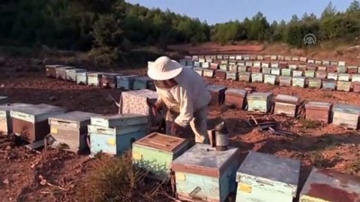 'Biyolojik kirlilik arı ölümlerini artırıyor' - MUĞLA 