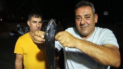 kilic baligi - Bodrum'da oltaya vantuz balığı takıldı - MUĞLA Videosu