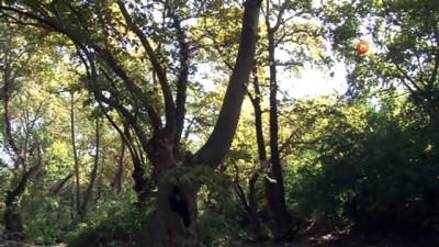 ali ozkan -  Bursa’da bin 100 yıllık çınar ağacı bulundu  Videosu