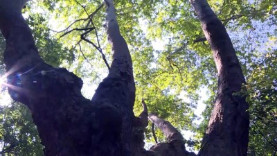 Bursa'da en eskisi bin 100 yaşında dört çınar bulundu 