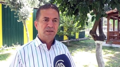 Çukurova'da limon hasadı başladı - ADANA 