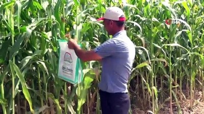  Konya'da 6 çeşit yerli mısır tohumu, çiftçiye tanıtıldı