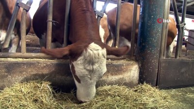 hayvancilik -  Şap hastalığına karşı tedbir için yıl sonuna kadar 3.5 milyon hayvan aşılanacak  Videosu
