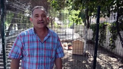 hayvan sevgisi - Söke'de 'Hayvan dostu okul' projesi - AYDIN  Videosu