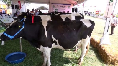  Tekirdağ'da en güzel inekler yarıştı, ödül ise Almanya gezisi