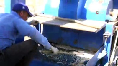 kuru fasulye -  Türkiye'nin 57 şehrine Bitlis'ten fasulye ihraç ediliyor  Videosu