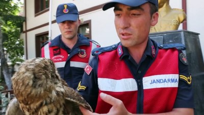 Yaralı baykuş tedaviye alındı 