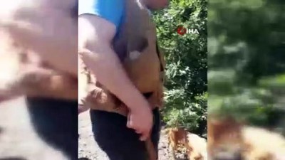 truf mantari -  Yozgat’ta av köpekleri ile kilosu 3 bin 500 Euro olan trüf mantarı bulundu Videosu