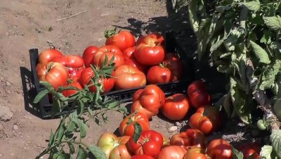 organik tarim - Huzur bulduğu köyünde organik sebze ve meyve yetiştiriyor - TUNCELİ  Videosu
