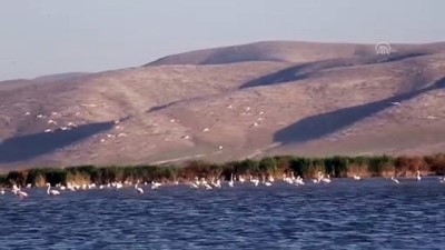 buyuk goc - Rehabilite edilen gölet kuş sesleriyle şenleniyor - KONYA  Videosu