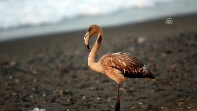 Sahilde görülen flamingo ilgi odağı oldu - KASTAMONU 