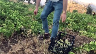 uzum bagi - Şemdinli’de Üzüm Hasadı - HAKKARİ Videosu