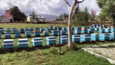 kovanlik -  Arılarının zehirlendiğini iddia etti  Videosu